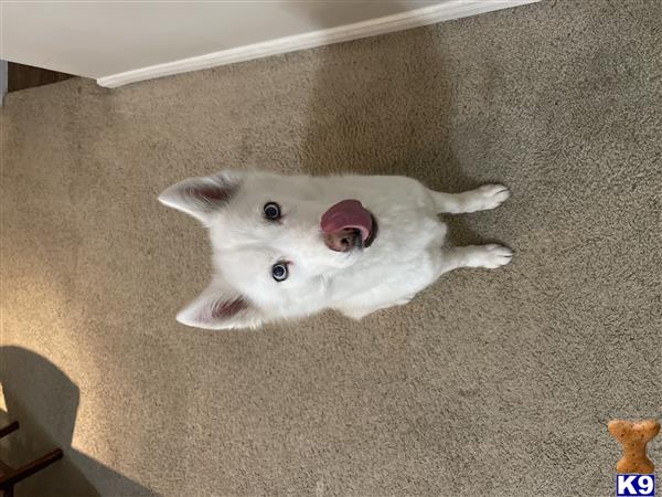 MeI Picture 2